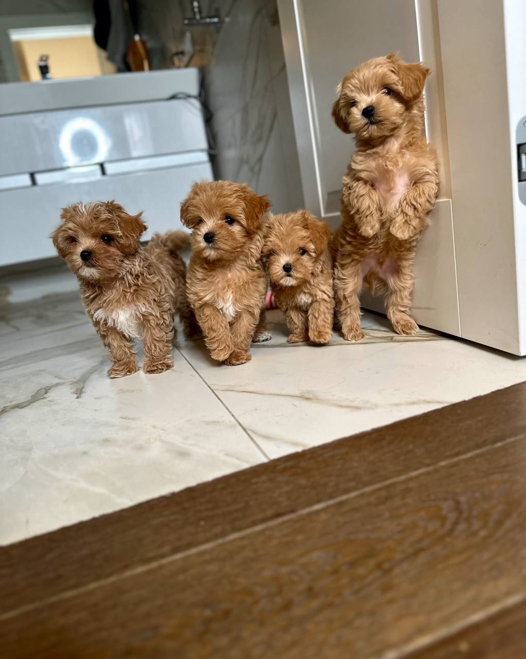 About whatsapp image 2025 09 11 at 10.15.41 pm (1)