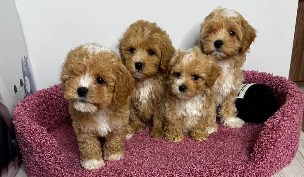 About whatsapp image 2025 09 11 at 10.15.42 pm (1)