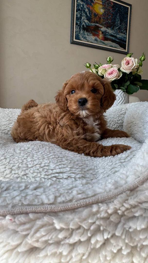 About whatsapp image 2025 09 11 at 8.40.12 pm (3)