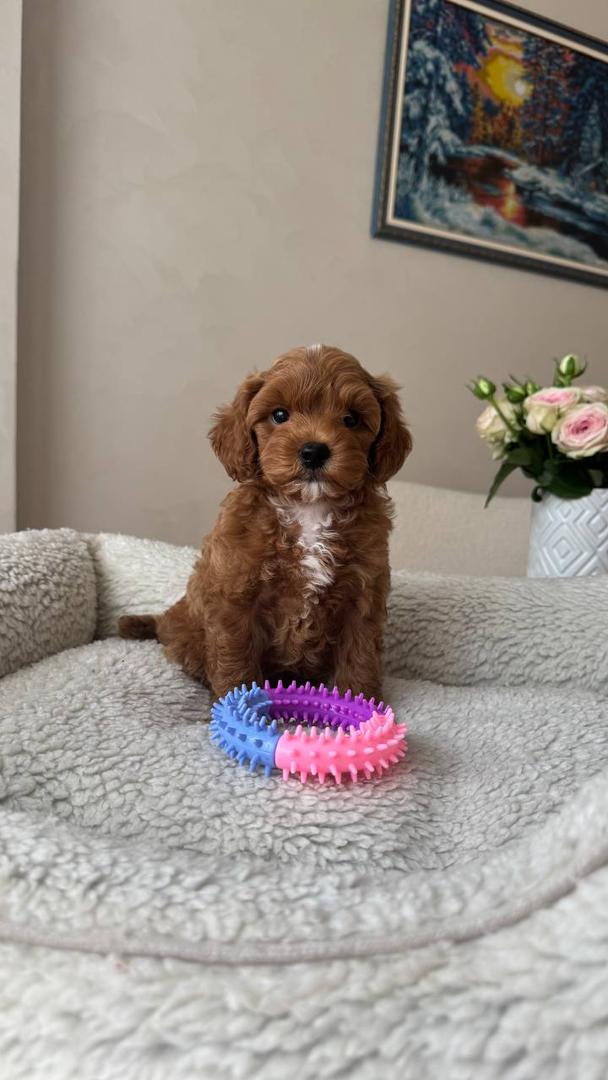 About whatsapp image 2025 09 11 at 8.40.12 pm