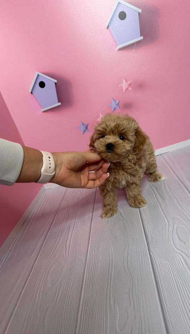 About whatsapp image 2025 09 11 at 9.00.26 pm (1)