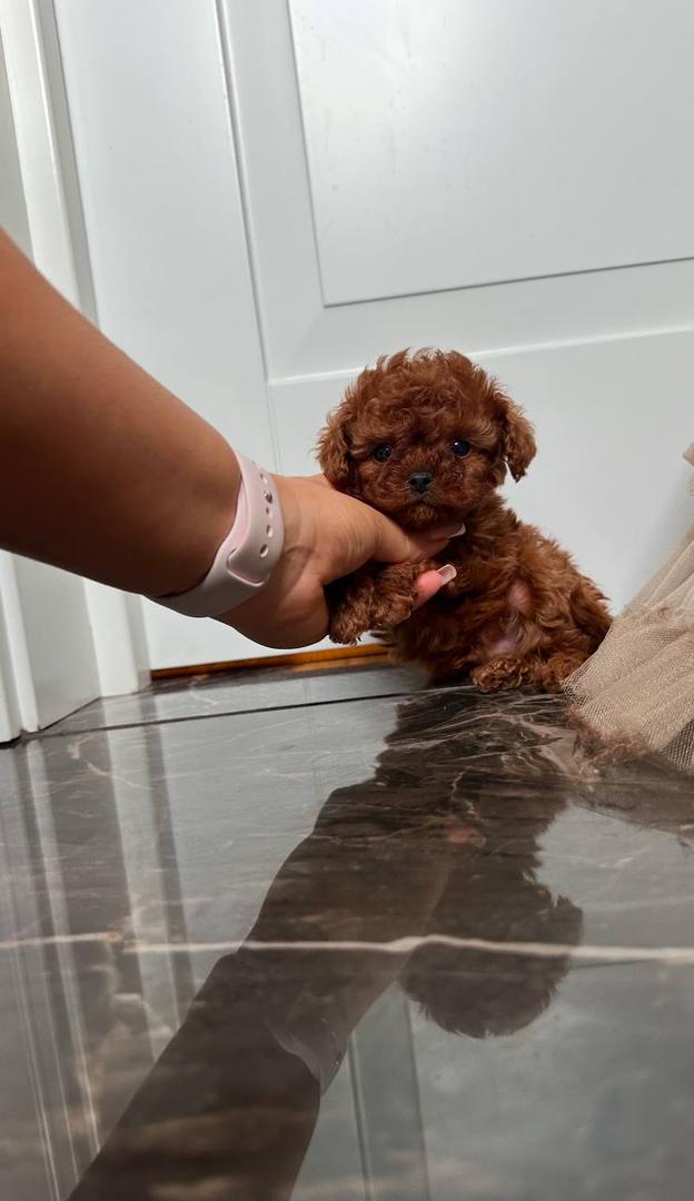 About whatsapp image 2025 09 11 at 9.00.26 pm