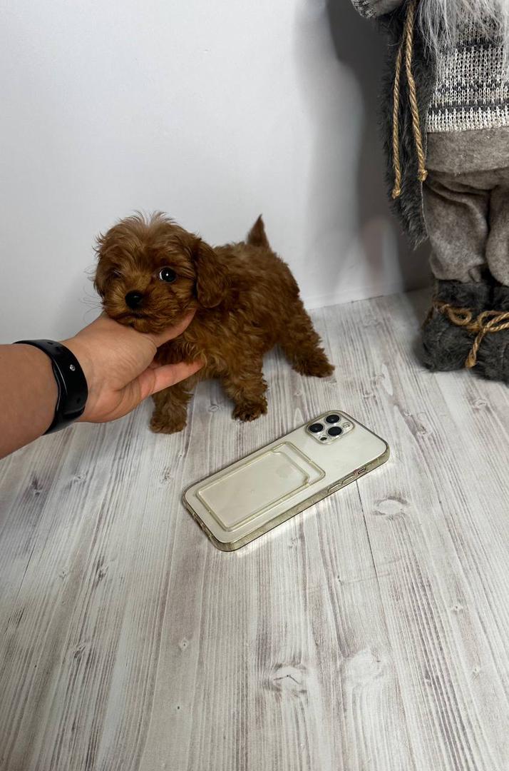 About whatsapp image 2025 09 11 at 9.00.27 pm (1)