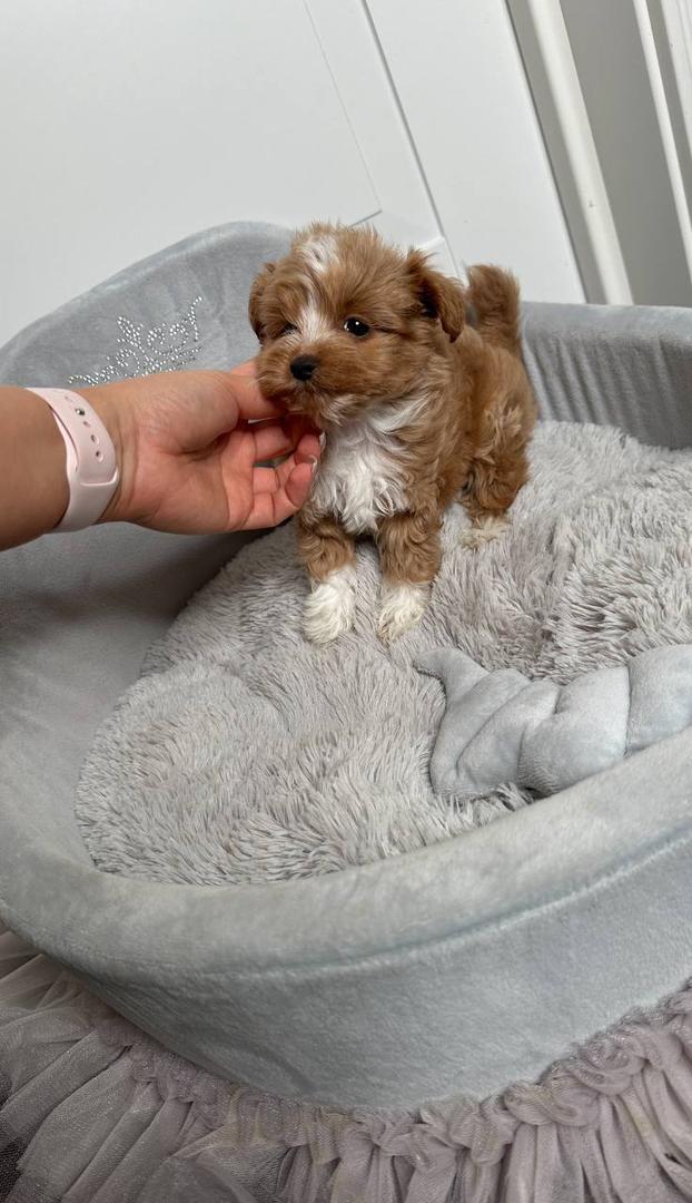 About whatsapp image 2025 09 11 at 9.00.27 pm