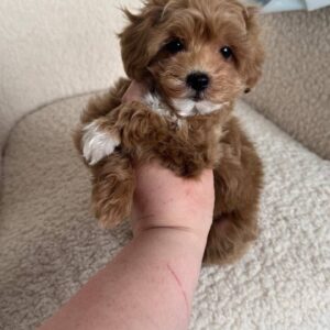 maltipoo puppy