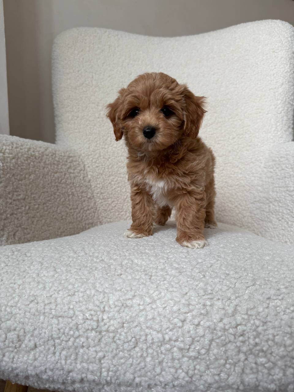 🎀 maltipoo girl sandy! 🎀 🎀 maltipoo girl sandy! 🎀