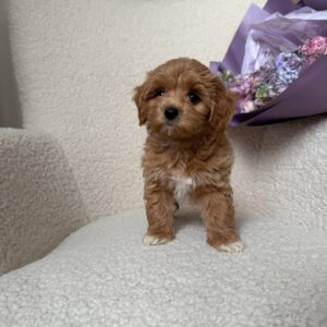 🎀 maltipoo girl sandy! 🎀