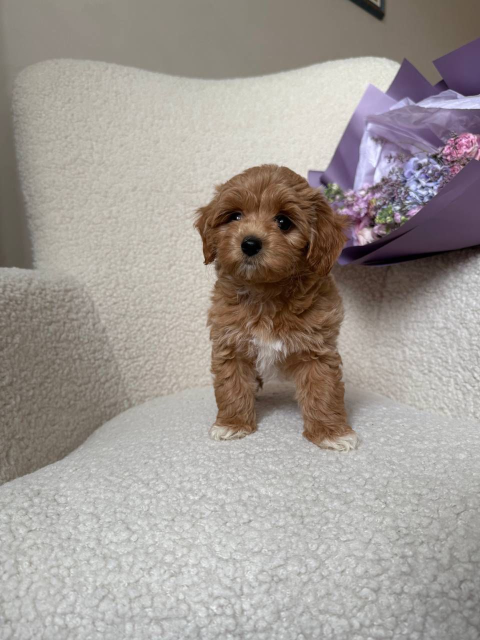 🎀 maltipoo girl sandy! 🎀 🎀 maltipoo girl sandy! 🎀