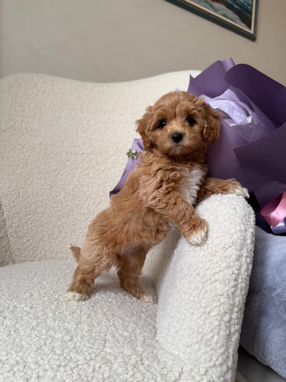 🎀 maltipoo girl sandy! 🎀 🎀 maltipoo girl sandy! 🎀