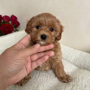 🎀 maltipoo boy clive! 🎀