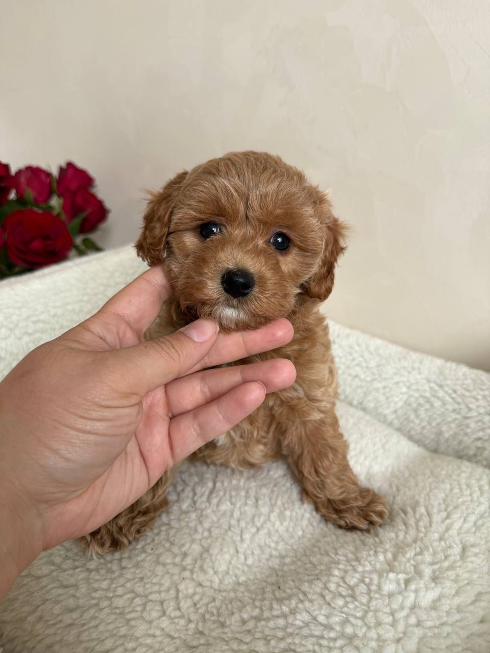 🎀 maltipoo boy clive! 🎀 🎀 maltipoo boy clive! 🎀