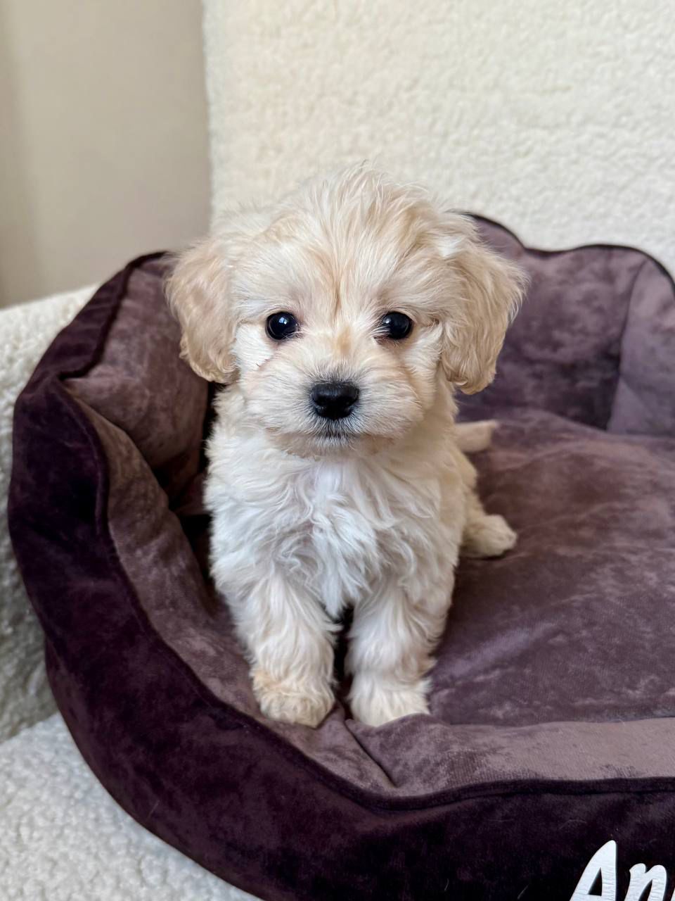 🎀 🐾✨ maltipoo girl chocolate dream! ✨🐾 🎀 (copy) 🎀 🐾✨ maltipoo girl chocolate dream! ✨🐾 🎀 (copy)