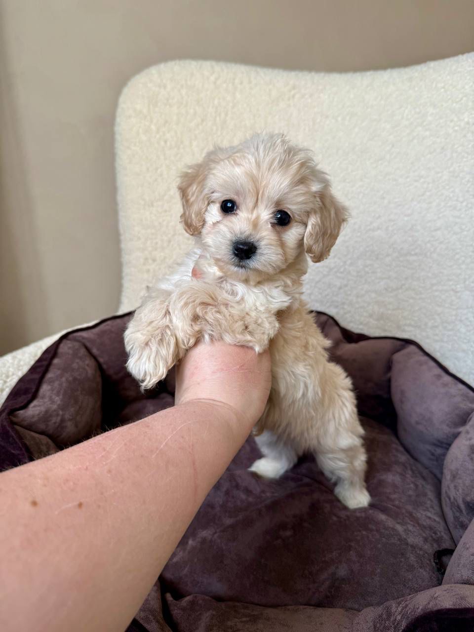 🎀 🐾✨ maltipoo girl chocolate dream! ✨🐾 🎀 (copy) Adorable Female Maltipoo Puppy