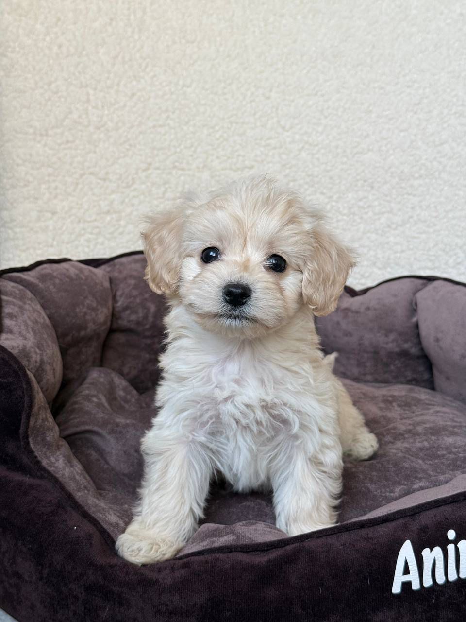 🎀 🐾✨ maltipoo girl chocolate dream! ✨🐾 🎀 (copy) 🎀 🐾✨ maltipoo girl chocolate dream! ✨🐾 🎀 (copy)