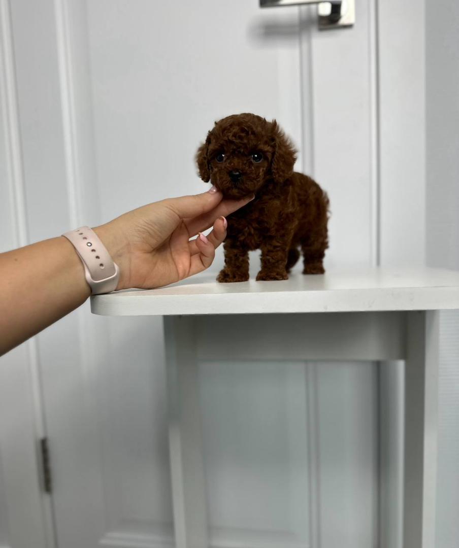 male Brown Male Teacup Maltipoo