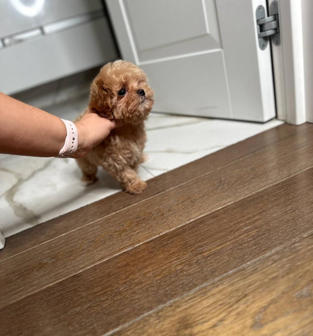 male Tan Male Teacup Maltipoo
